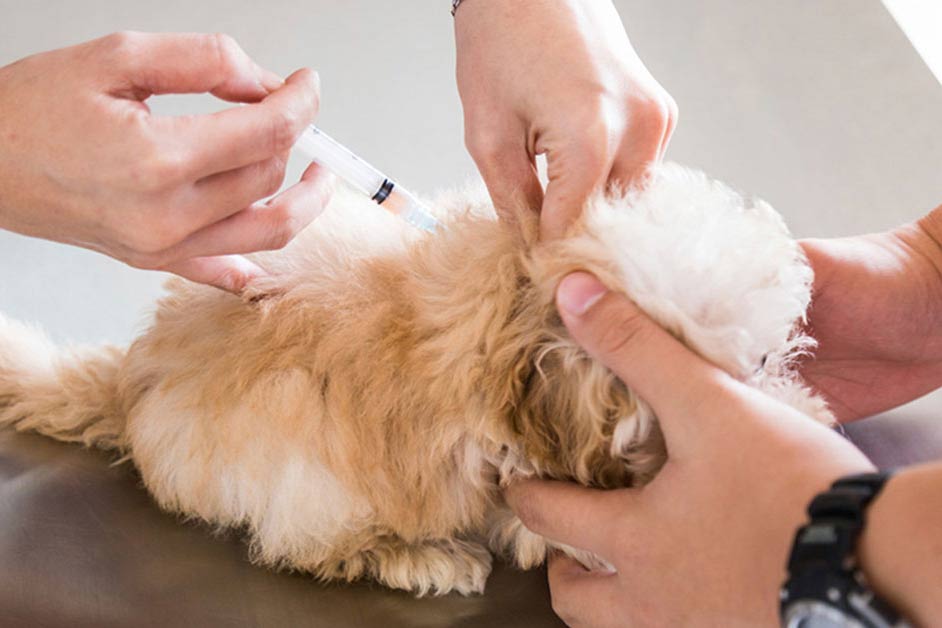 Essential Dog Vaccines