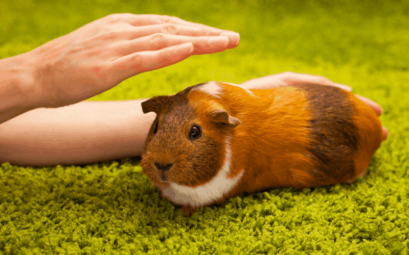 Guinea Pig Vaccines