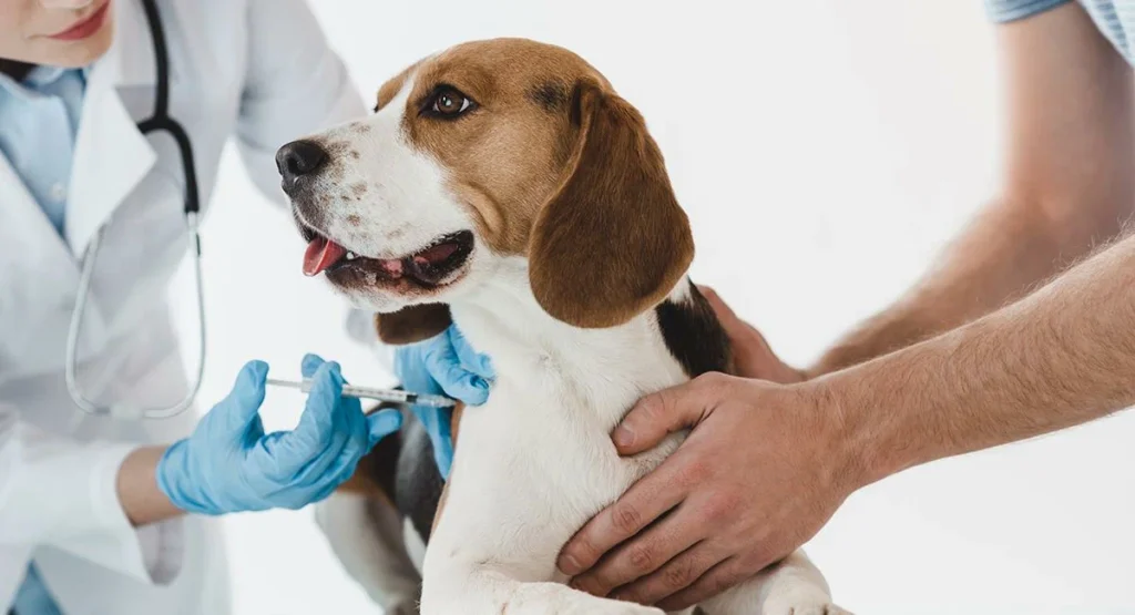 Puppy Vaccine Schedule