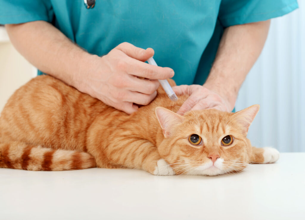 Cat's Vaccines Guide