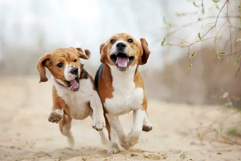A Happy Pet is a Healthy Pet