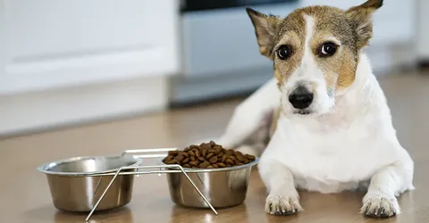 Healthy diet dog