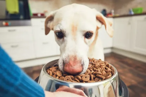 Healthy Diet for Your Dog