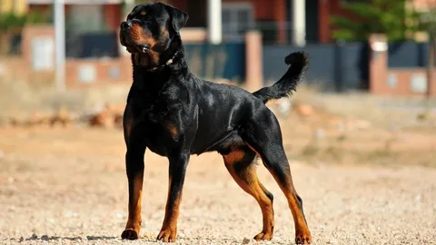 Pakistani Mastiff Guard