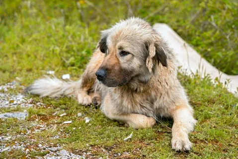 The Pakistani Mastiff: A Brave and Loyal Guard Dog