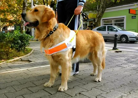 How to Understand Dog Breeds: Care Tips for Every Temperament