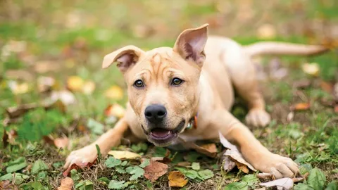 Understand Dog Breeds