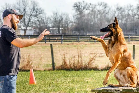AI Dog Training