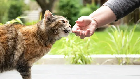 Train Your Cat