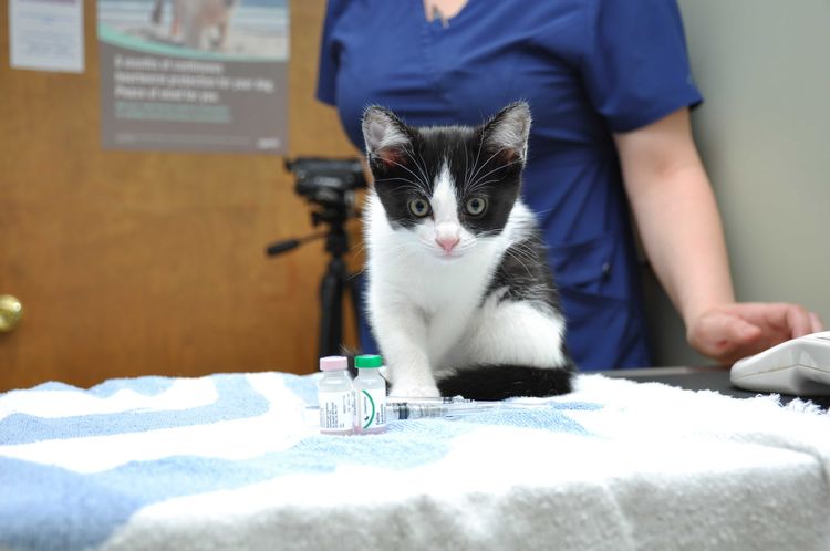 Cat Vaccine Schedule