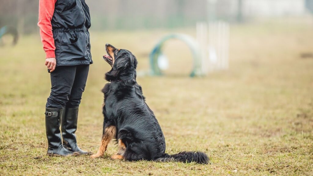 AI Dog Training