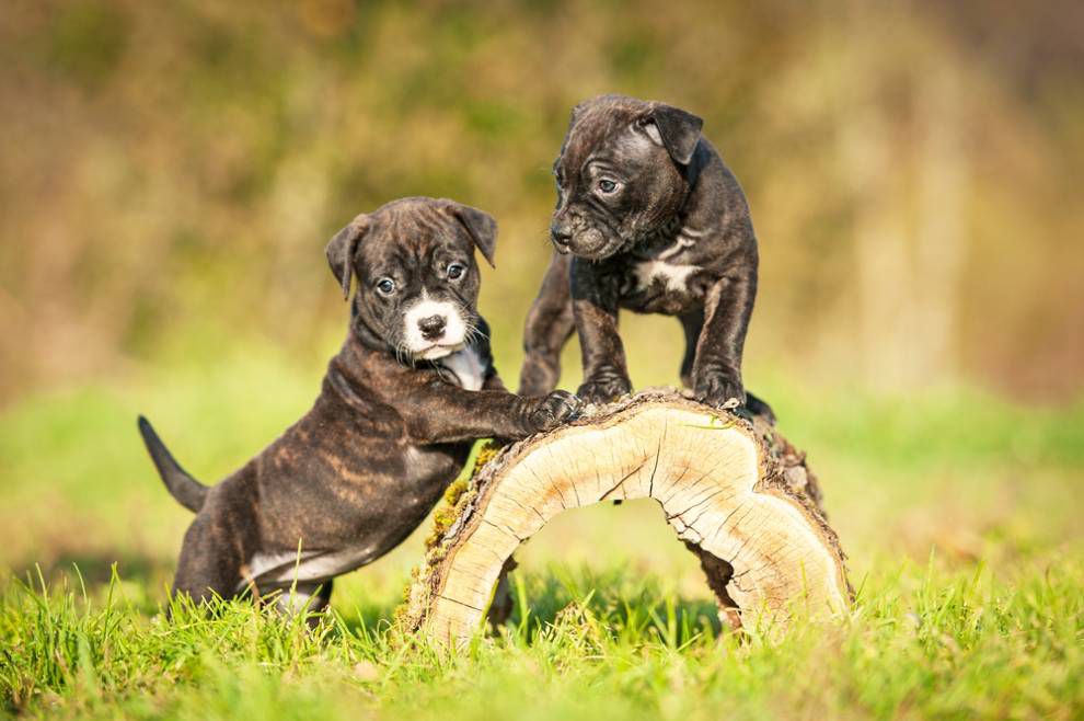 Puppy Socialization Window