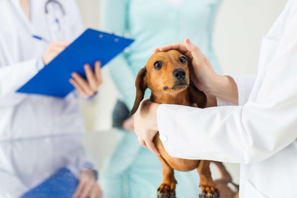 Dog Preventive Care